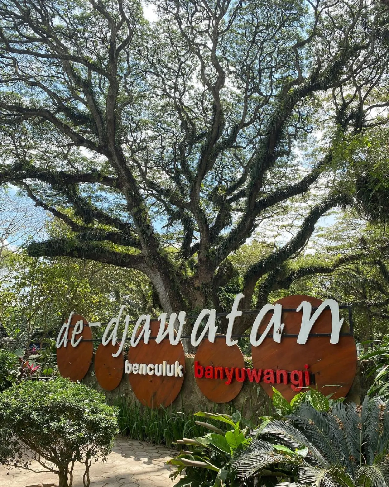 Hutan Trembesi Ikonik De Djawatan Tutup Sementara 31 Oktober–1 November 2025