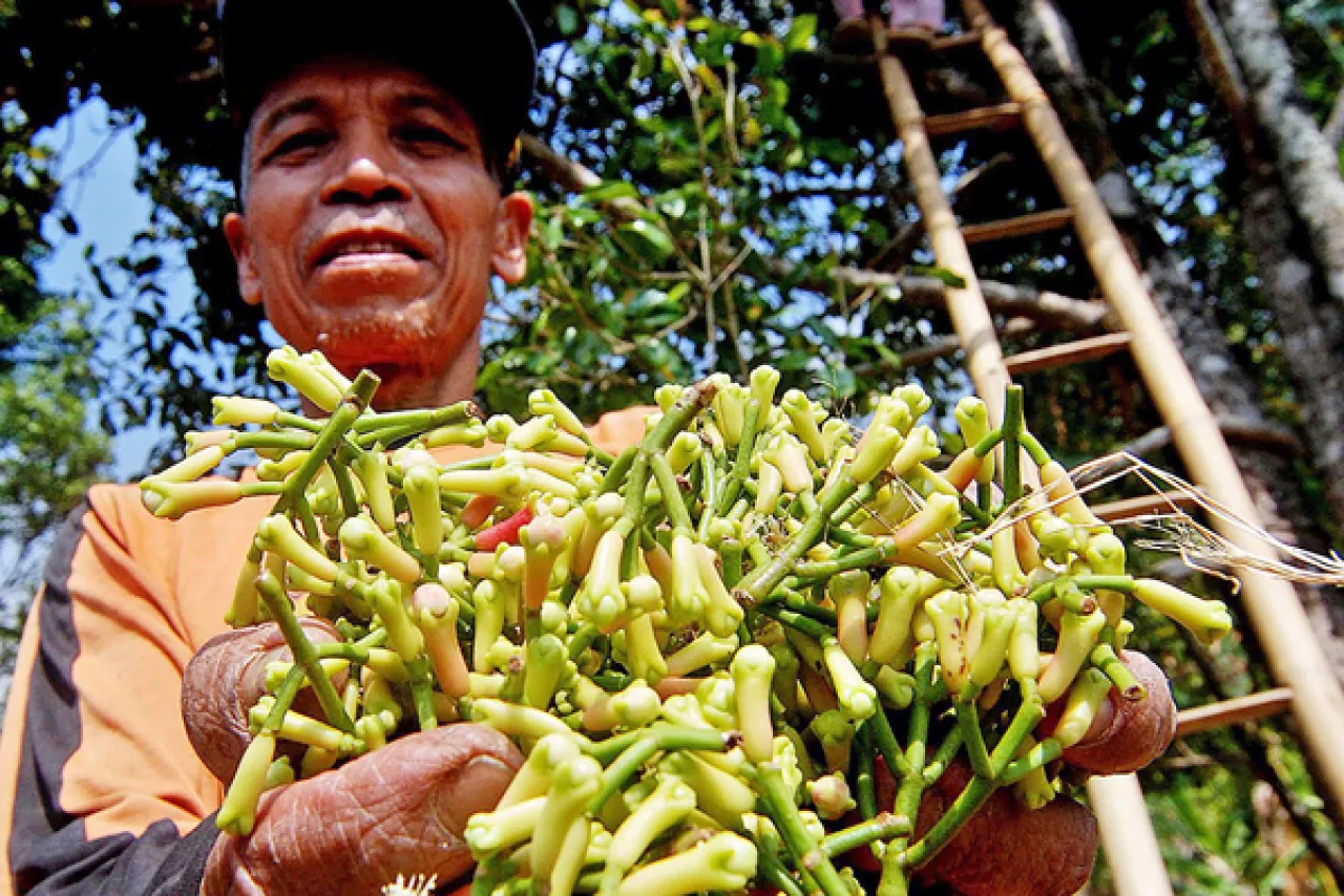 Gegara Serangan OPT, Dispertakan Madiun Catat Produksi Cengkih Fluktuatif