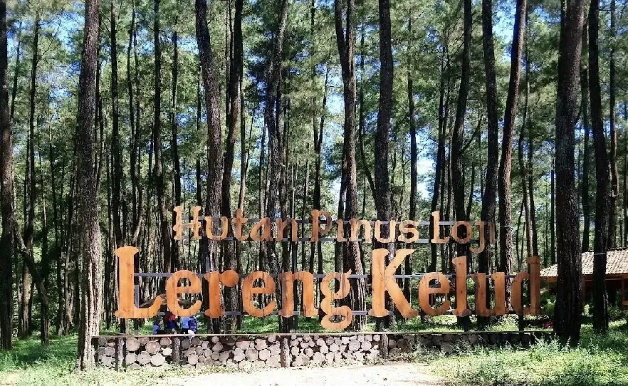 Daya Tarik Hutan Pinus Loji, Wisata Alam Penuh Pesona di Kaki Gunung Kelud
