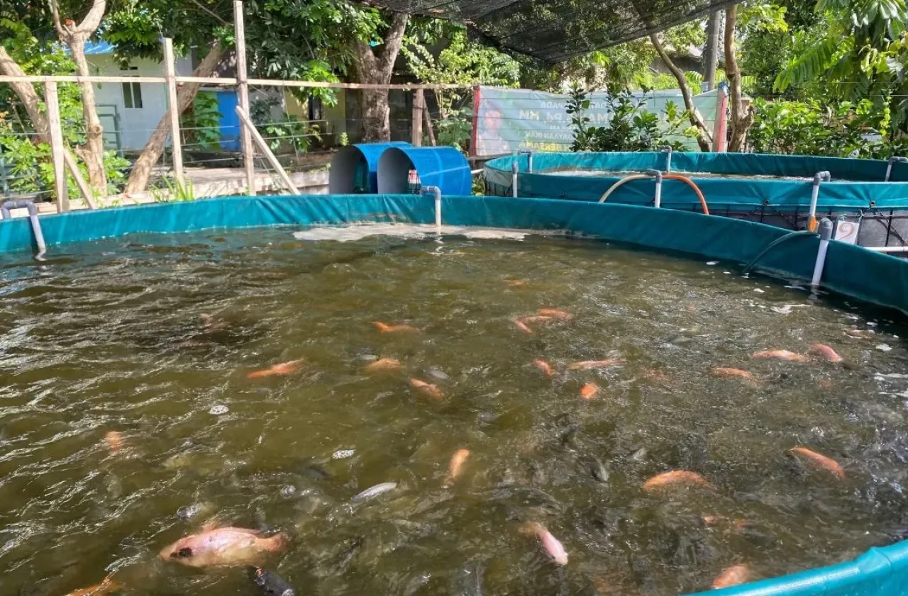 DKPP Kota Madiun Beri Pelatihan Budidaya Ikan Nila dengan Sistem Bioflok