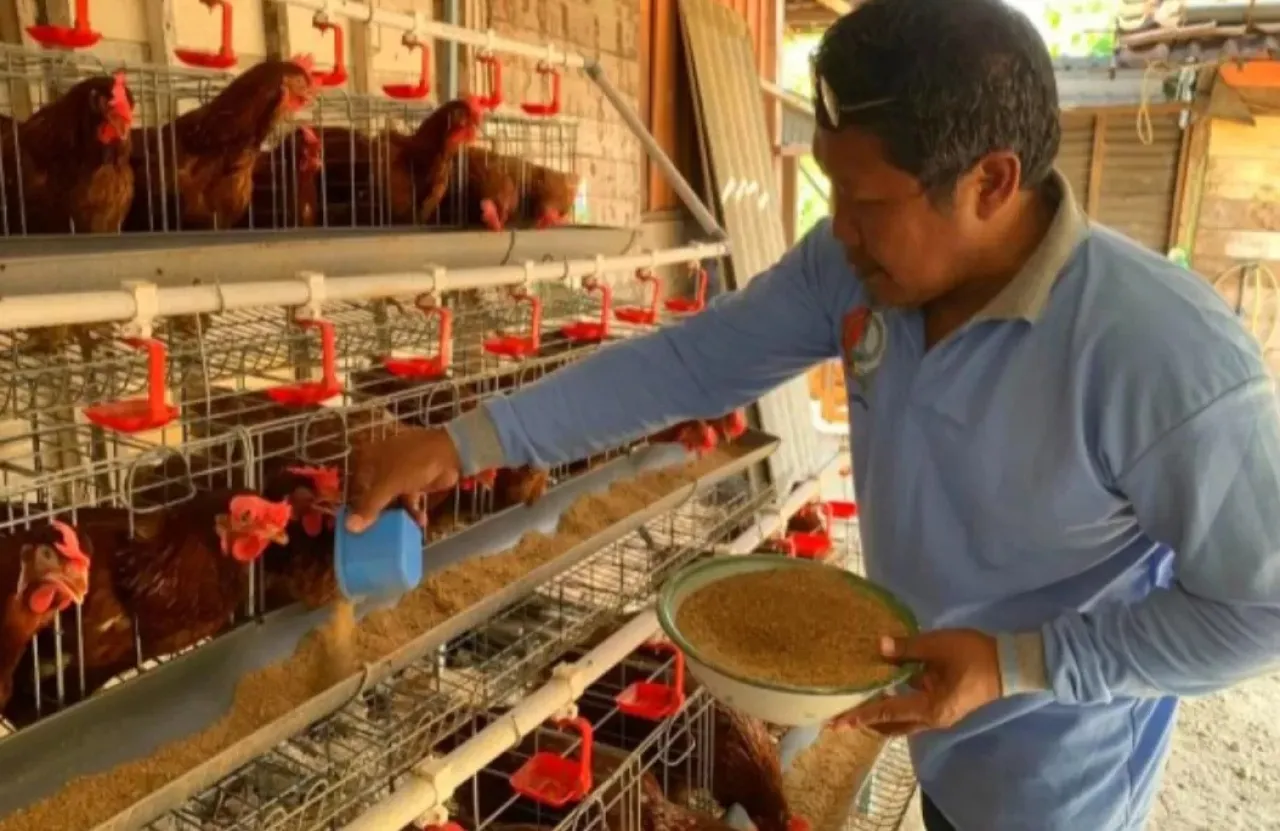 Tekan Harga Pakan Melonjak, Pemkab Jombang Salurkan Jagung Subsidi Bagi Peternak
