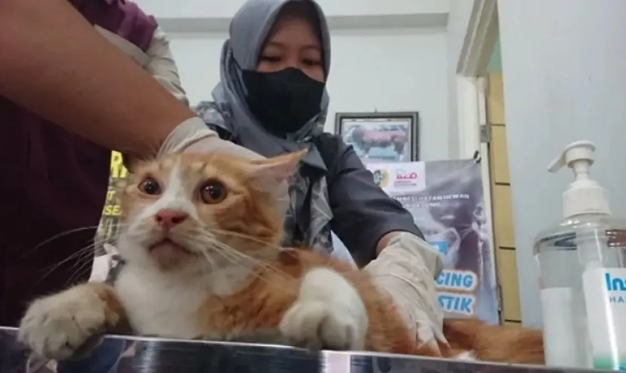 Tekan Populasi, Disnak Keswan Tulungagung Gelar Sterilisasi Kucing Massal Gratis