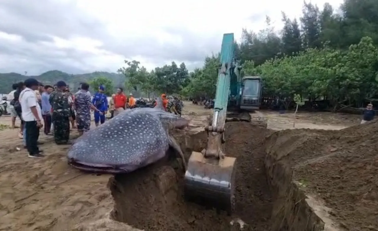 Heboh! Penemuan Hiu Paus Mati Terdampar di Pantai Bayem Tulungagung