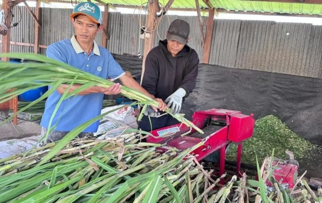 Usaha Jual Rumput Online di Sidoarjo Raup Cuan hingga Berbagai Daerah Nusantara