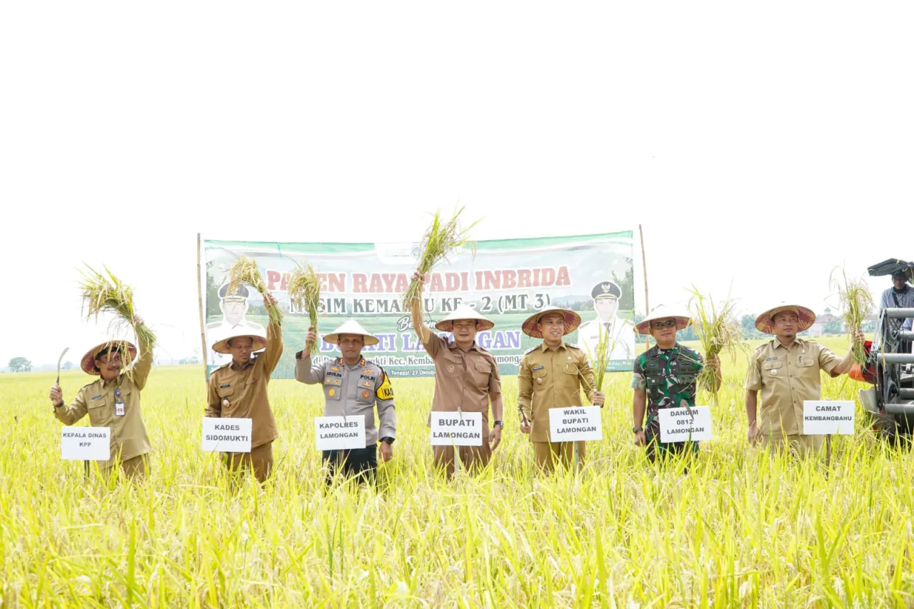 Lamongan Masih yang Pertama sebagai Daerah Produksi Padi Terbesar