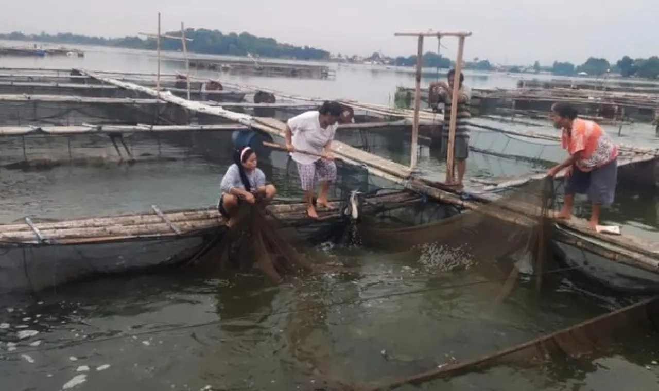 Berkah Malam Tahun Baru, Ikan Air Tawar Ranu Grati Pasuruan Laris Manis