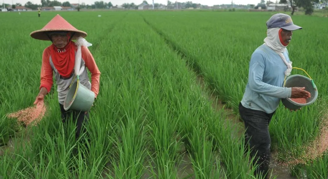 Dongkrak Produksi Pangan, Jombang Ajukan 84 Ribu Ton Pupuk Bersubsidi untuk Ribuan Petani