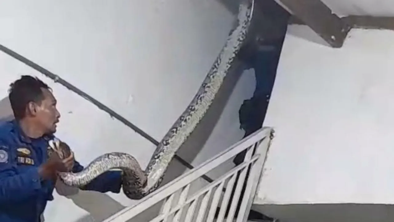 Warga di Pasuruan Was-was, Musim Hujan Picu Ular dan Biawak Masuk Permukiman