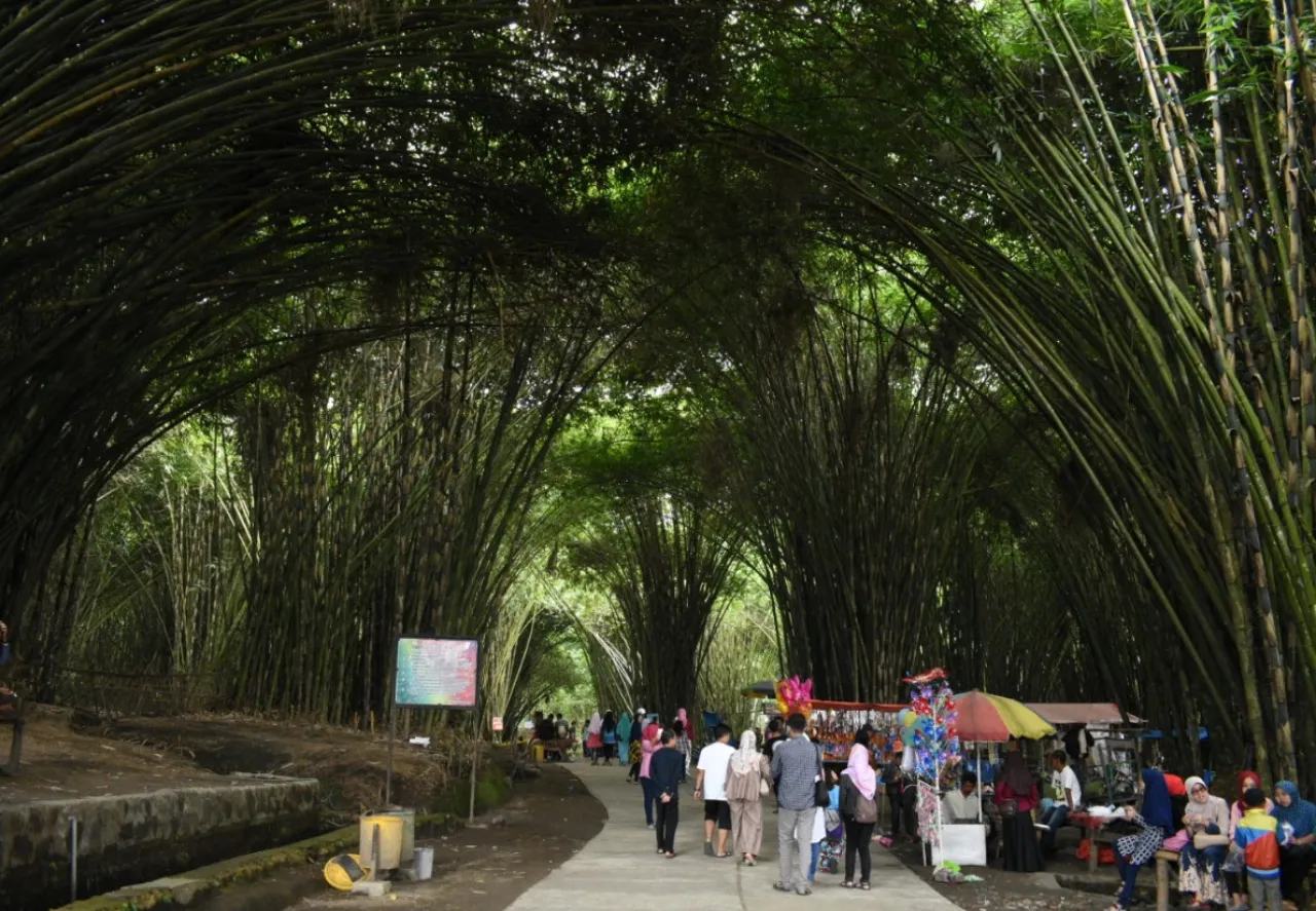 Pesona Hutan Bambu Sumbermujur, Keindahannya Seperti Masuki Dunia Lain