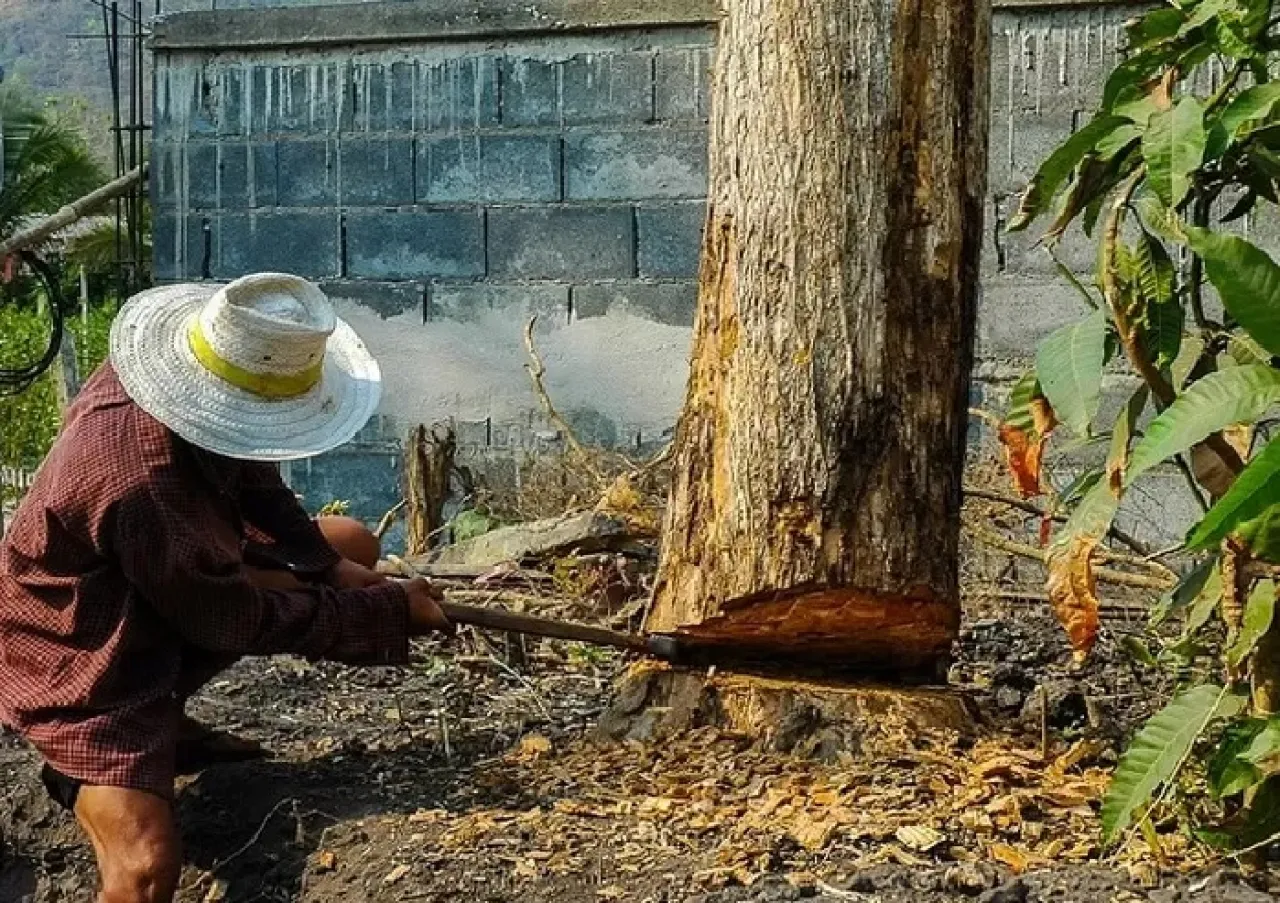 Rasulullah Larang Tebangan Pohon Sembarangan