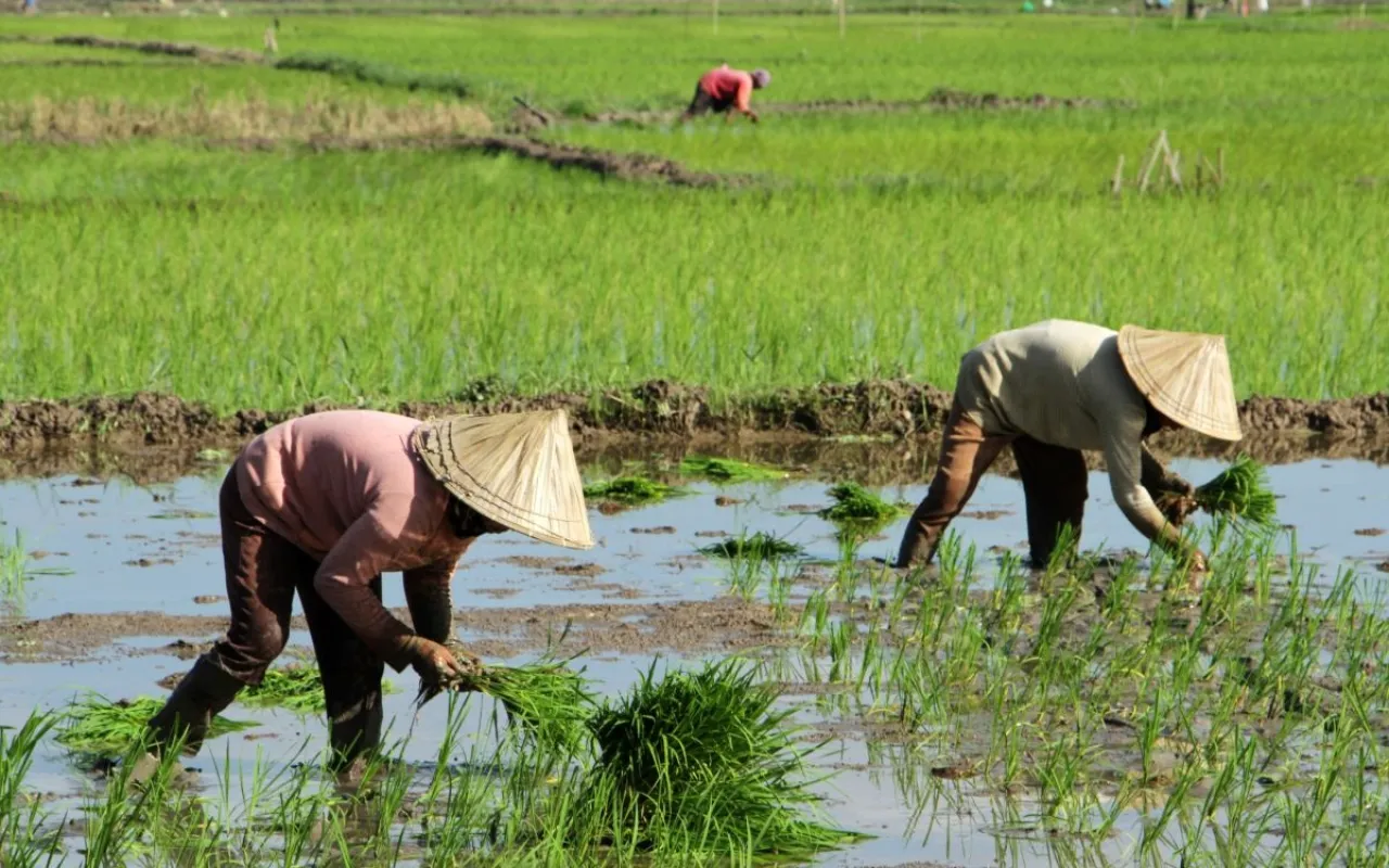 Baca juga : Petani Sekarang Dikawal Menteri