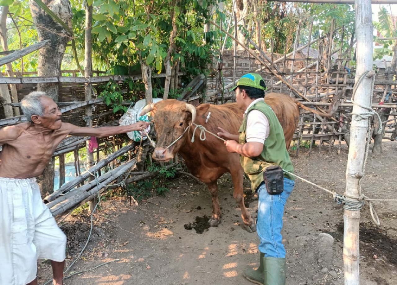 Ilustrasi. Peternak sapi Kabupaten Pasuruan, Jawa Timur  mulai gencar ditindaklanjuti dengan melakukan vaksinasi hingga akhir Januari 2025. SP/ PSR