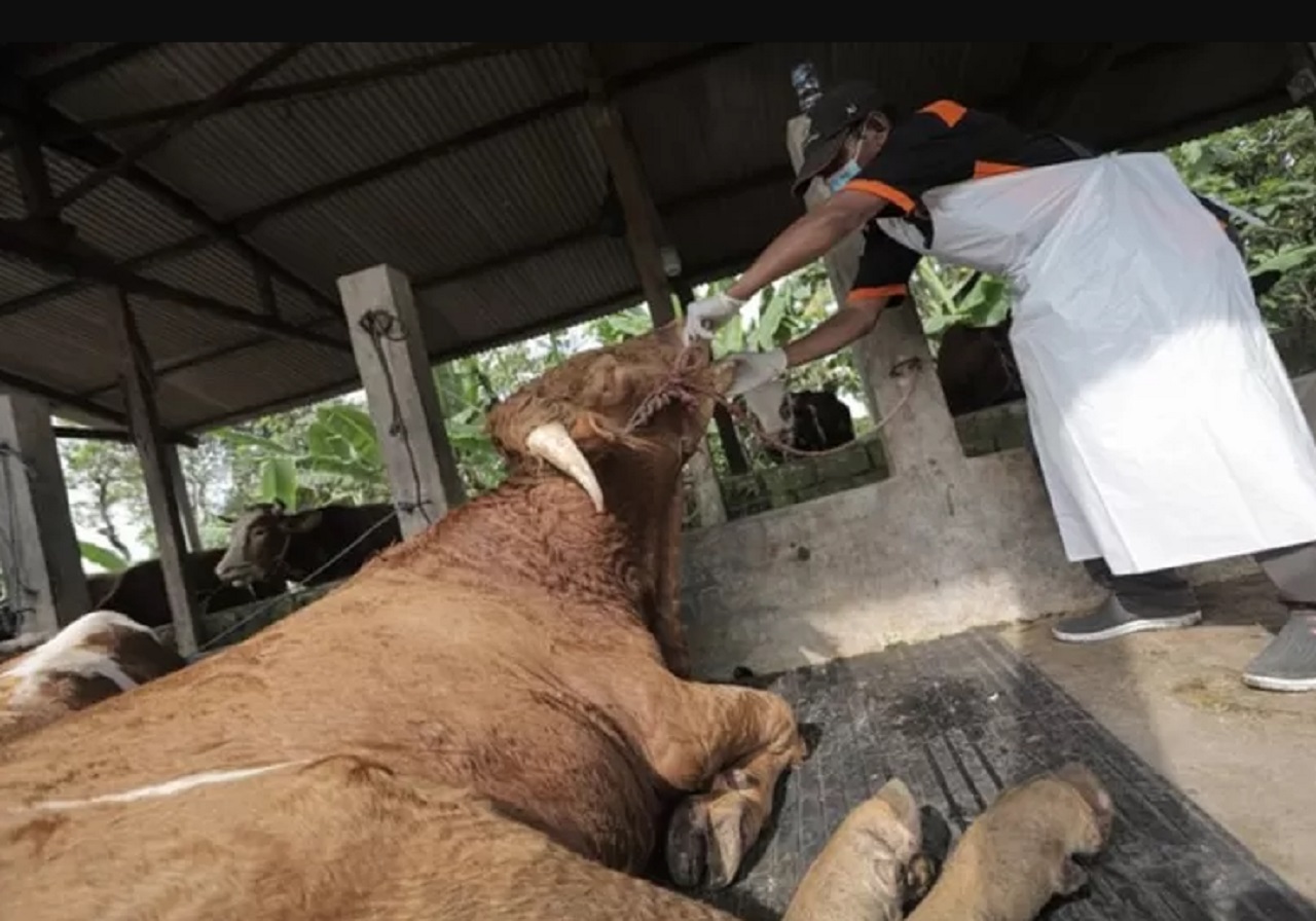Ilustrasi. Petugas Distan Gresik melakukan penanganan dan pemeriksaan terhadap sapi milik peternak di tengah wabah penyakit mulut dan kuku (PMK). SP/ GRS