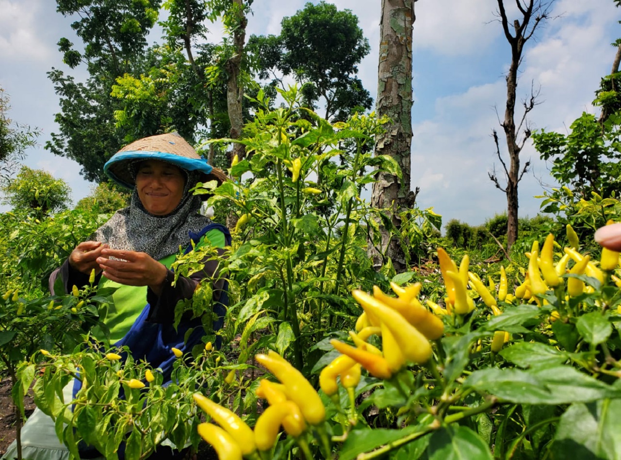 Ilustrasi. Panen cabai hijau di mojokerto lebih awal lantaran harganya yang melonjak. SP/ MJK