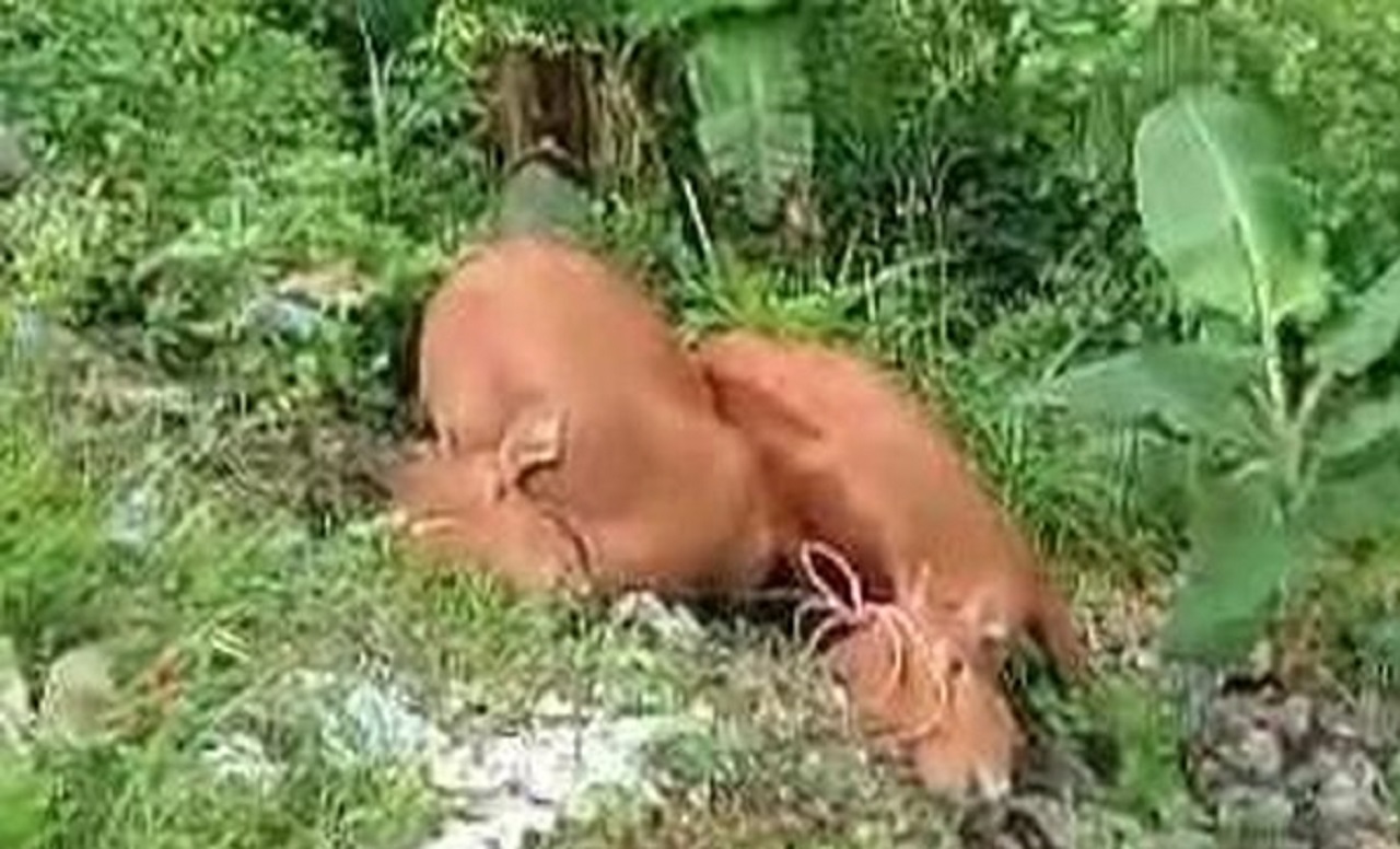 Tangkapan Layar. Ditemukan 2 bangkai sapi yang dibuang di pinggir jalan Sumenep. SP/ SMP