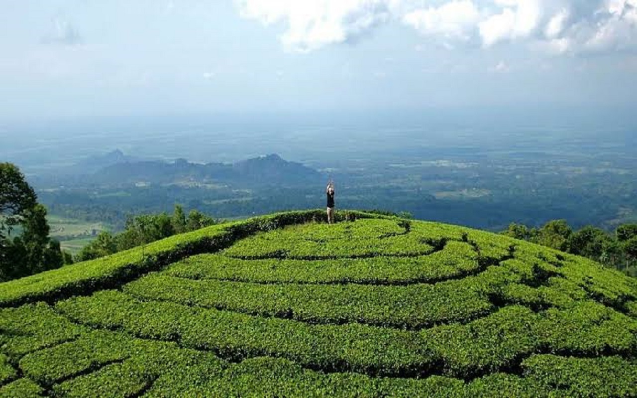 Kebun Teh Jamus yang berada di Girikerto, Sine, Kabupaten Ngawi, Jawa Timur. SP/ NGW