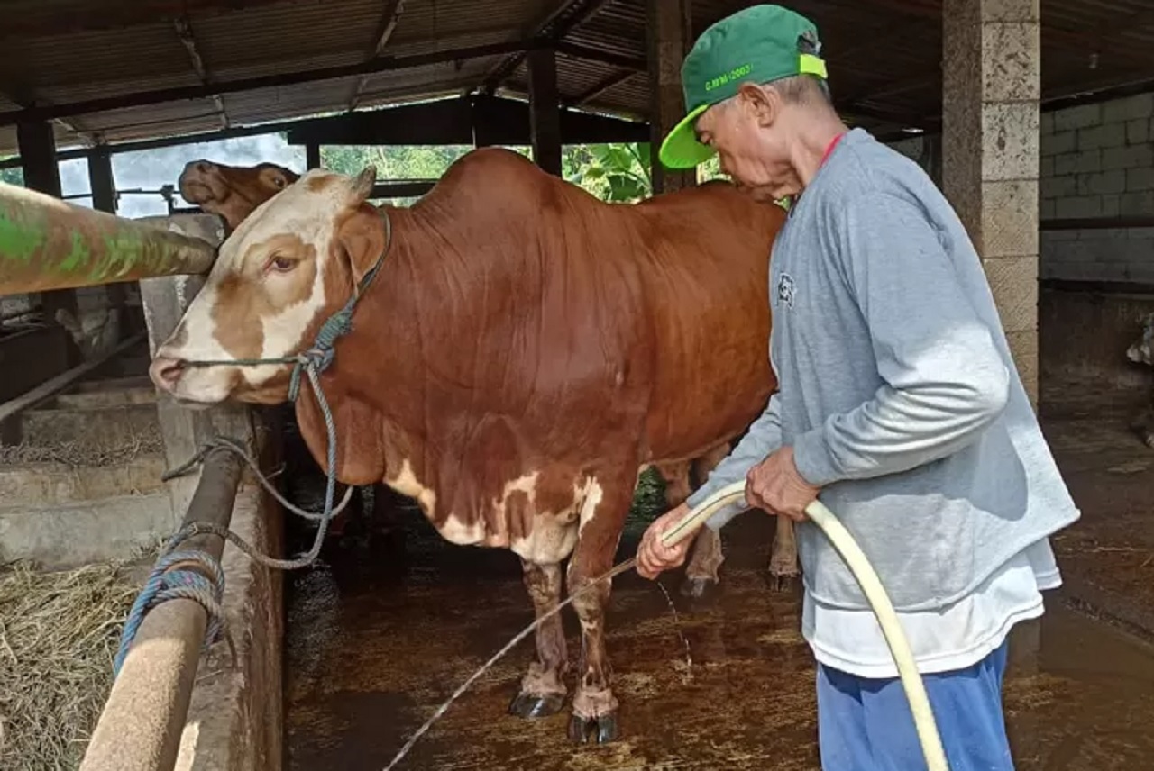 Ilustrasi. Peternak sapi di wilayah Kabupaten Madiun, Jawa Timur. SP/ MDN
