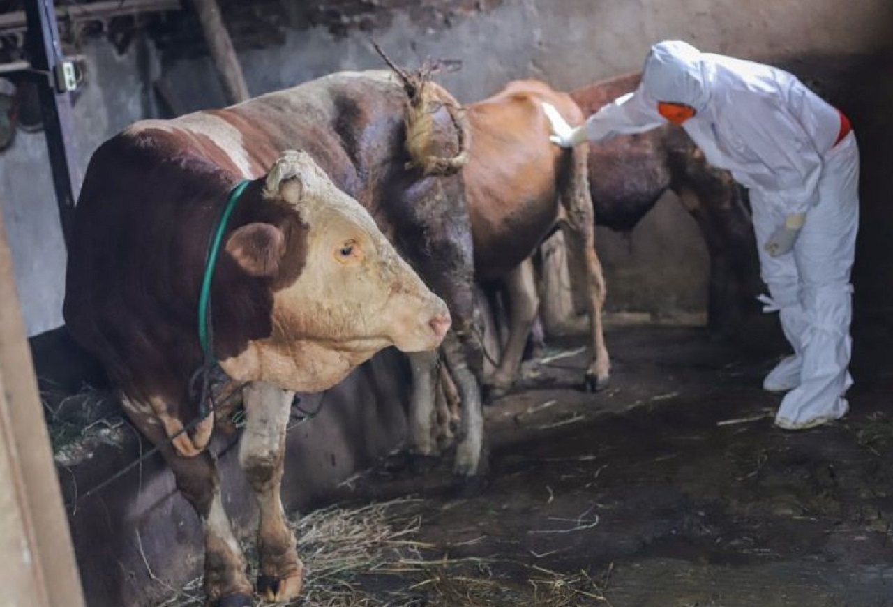 Ilustrasi. Petugas Dinas Peternakan Kabupaten Pacitan saat memeriksa dan menangani wabah PMK yang meluas di lingkup Jawa Timur. SP/ PCT