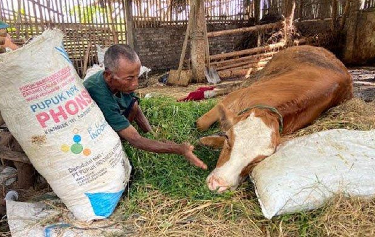 Ilustrasi. Peternakan sapi di Kabupaten Ponorogo yang mulai terdampak wabah PMK. SP/ PNG