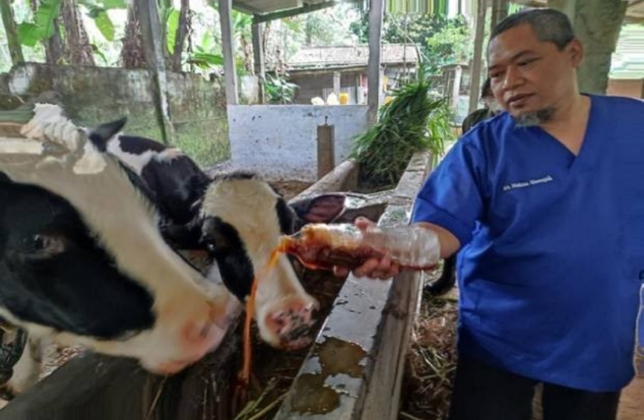 Ilustrasi. Peternak sapi di Situbondo, Jawa Timur diberikan ramuan herbal. SP/ STB