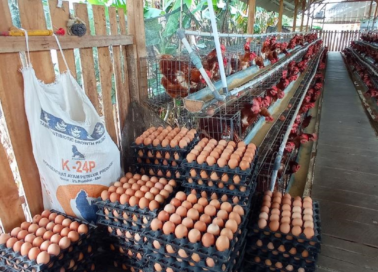 Ilustrasi. Peternak ayam petelur. SP/ MLG