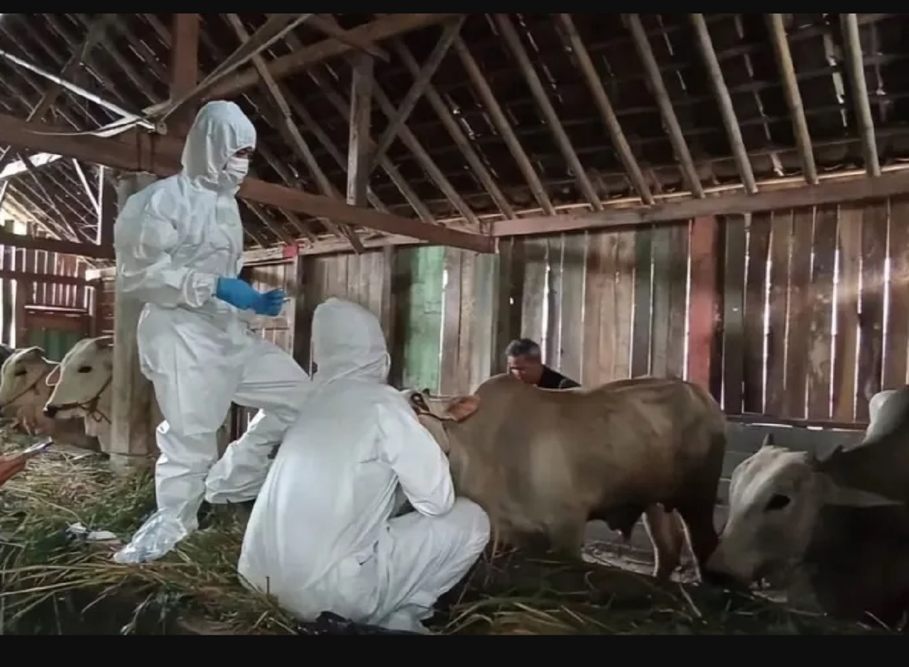 Ilustrasi. Pemeriksaan hewan ternak warga di Trenggalek untuk menekan kasus wabah PMK yang mulai menyebar. SP/ TRG