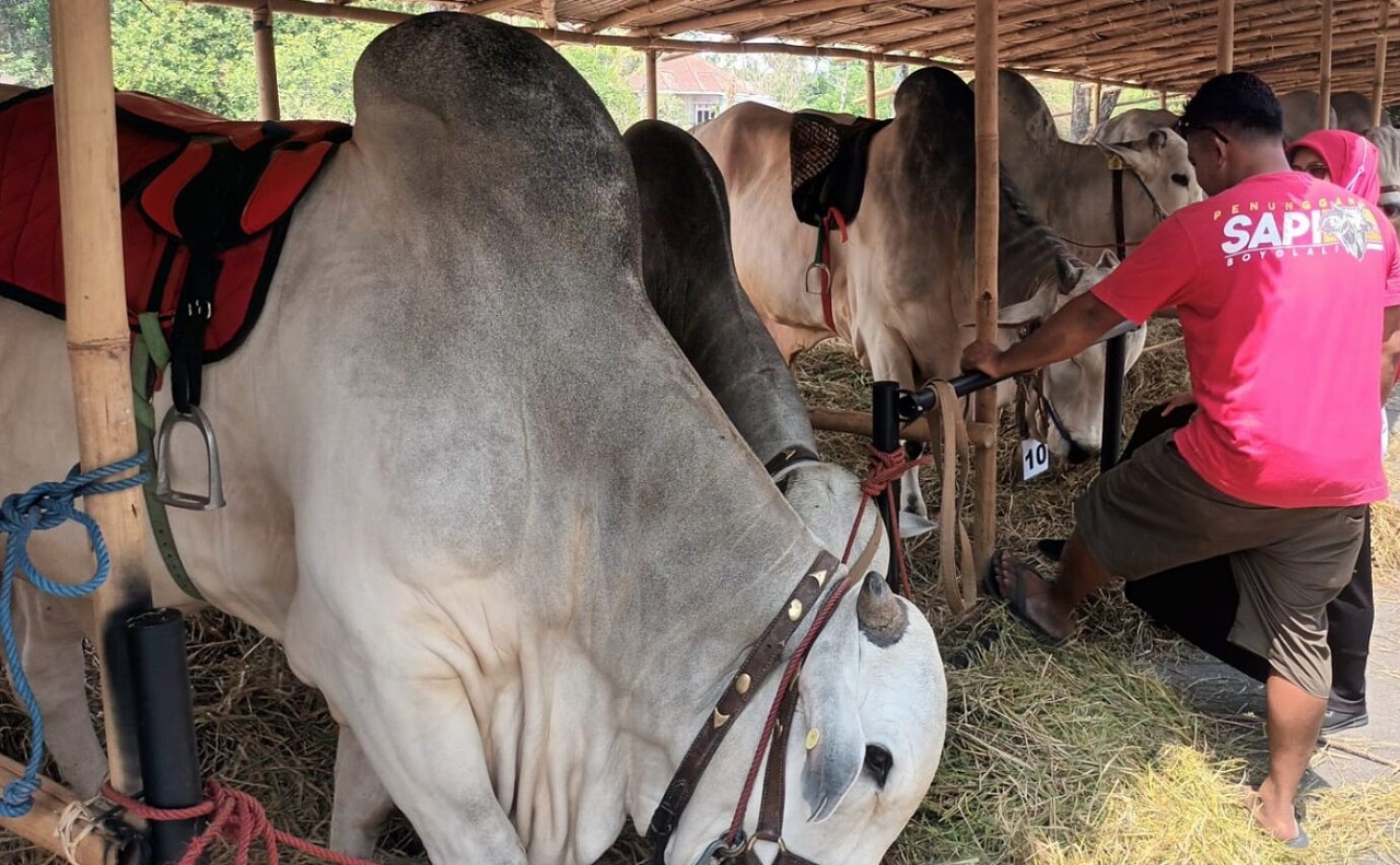 Ilustrasi. Peternak sapi di Kabupaten Trenggalek, Jawa Timur. SP/ TRG
