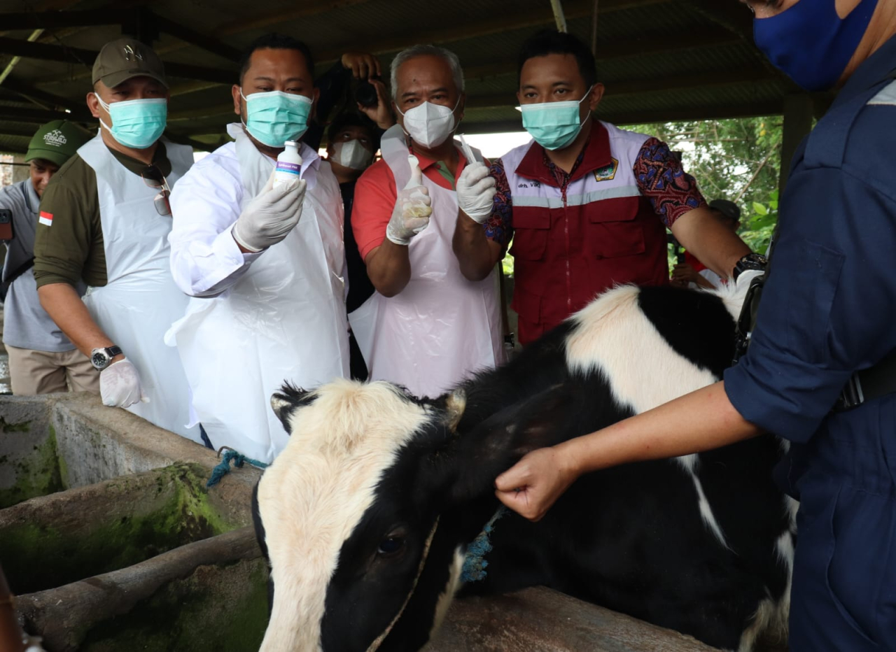 Bupati Gresik Fandi Akhmad Yani melihat langsung pemberian vaksin kepada sejumlah sapi milik peternak di Kecamatan Wringinanom untuk mencegah penyebaran virus PMK, Jumat (24/1). SP/M Aidid