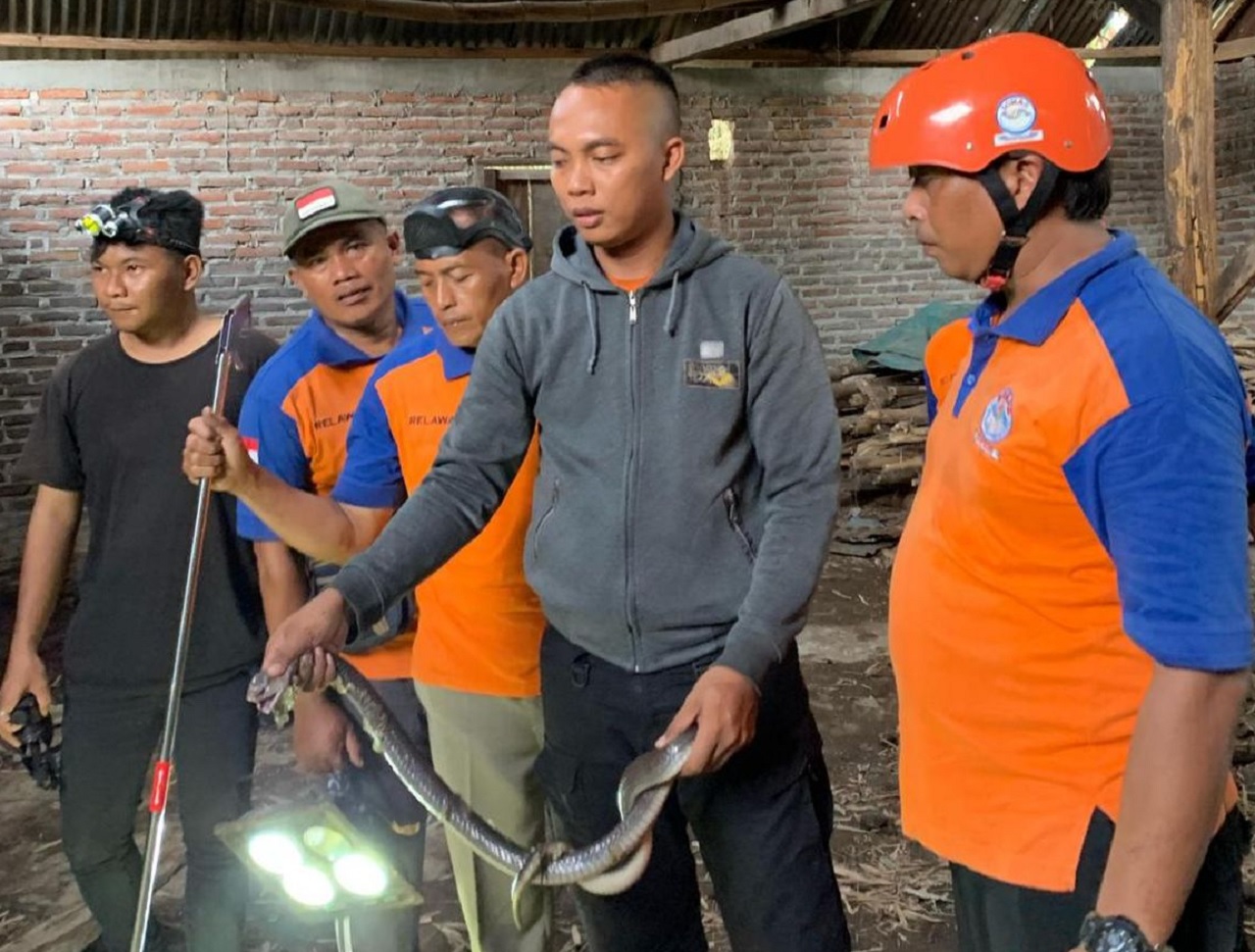 BPBD Kabupaten Madiun saat mengevakuasi ular-ular kobra yang bersarang di rumah dan gudang bekas penggilingan padi milik Karti (55). SP/ MDN