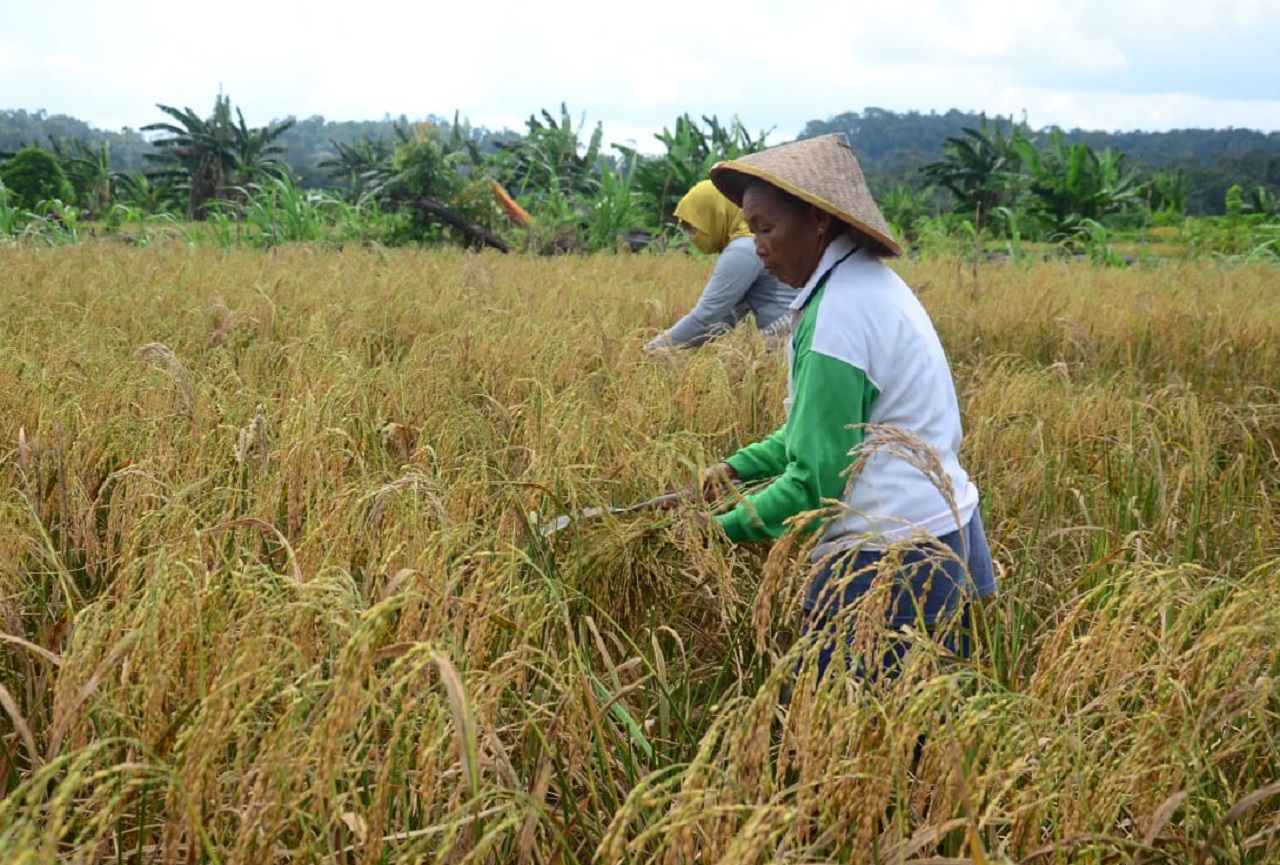 Ilustrasi. Petani padi di Lamongan, Jawa Timur sedang memasuki musim panen serentak. SP/ LMG