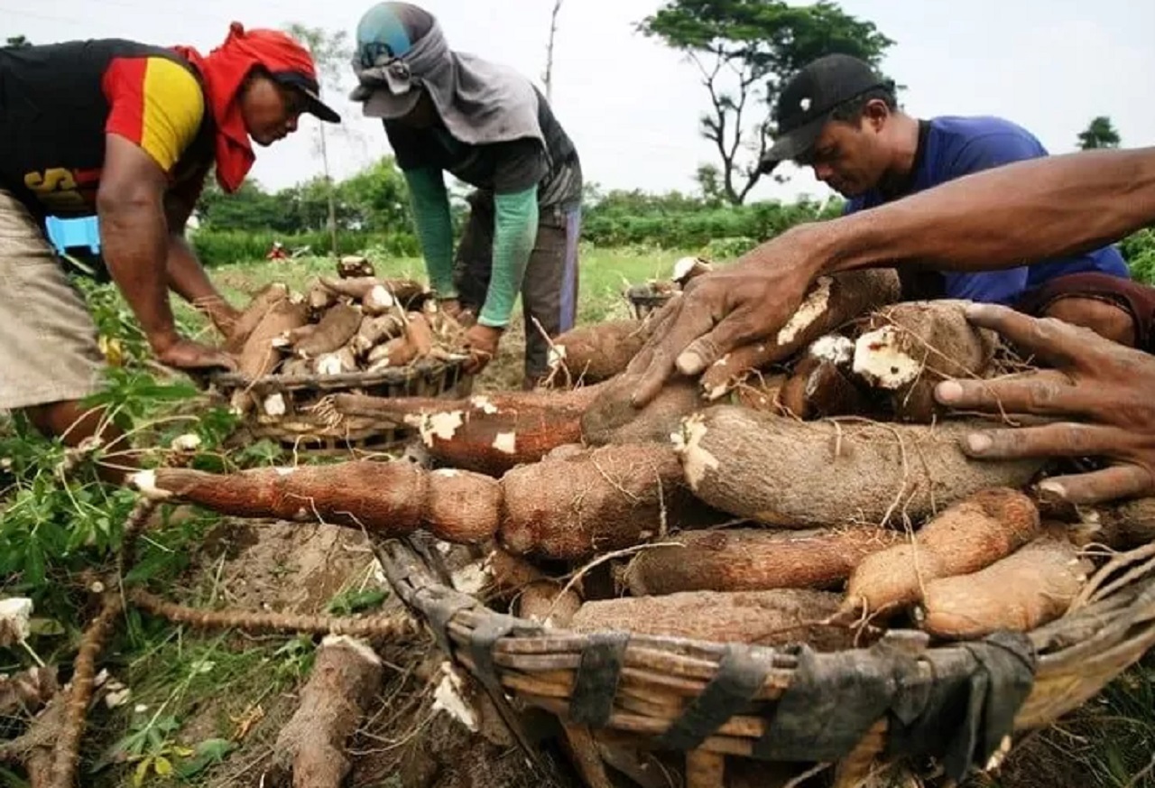 IlustraPetani ketela di Kabupaten Madiun, Jawa Timur panen. SP/ MDN