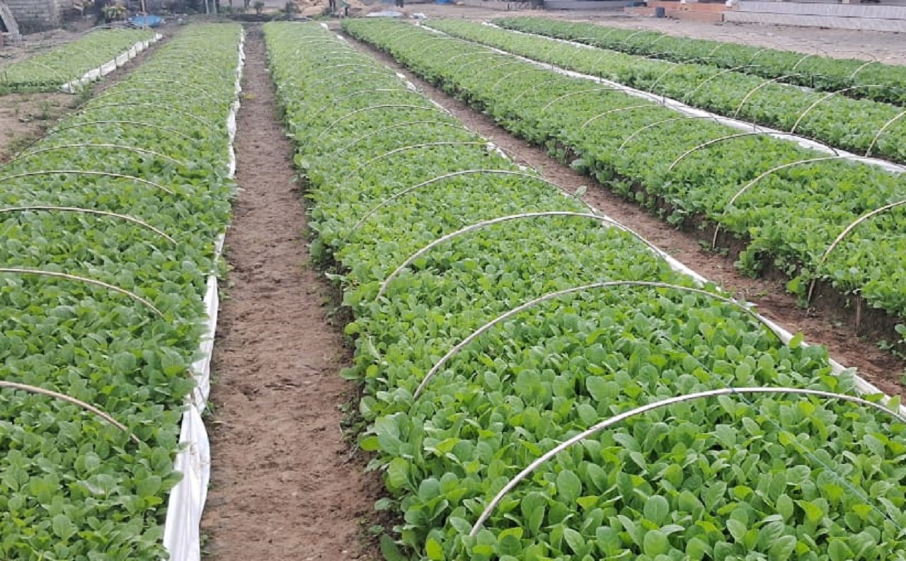 Budidaya tembakau di Sumenep. SP/ ROS