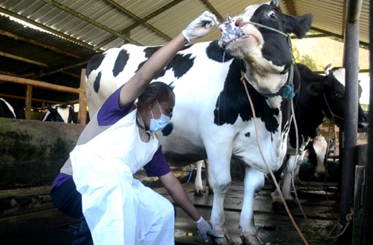 Ilustrasi. Petugas kesehatan di Kabupaten Madiun sedang memeriksa ternak sapi milik warga sekitar antisipasi pencegahan wabah PMK. SP/ MDN