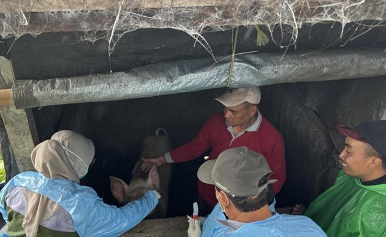 Petugas mengambil darah babi yang mati mendadak di Pasuruan, Jawa Timur. SP/ PSR