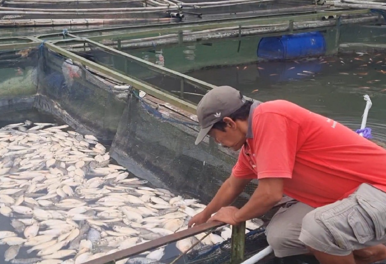 Petani ikan keramba memperlihatkan bangkai ikan keramba yang mati mengapung miliknya di Telaga Ngebel, Ponorogo, Jawa Timur. SP/ MGT