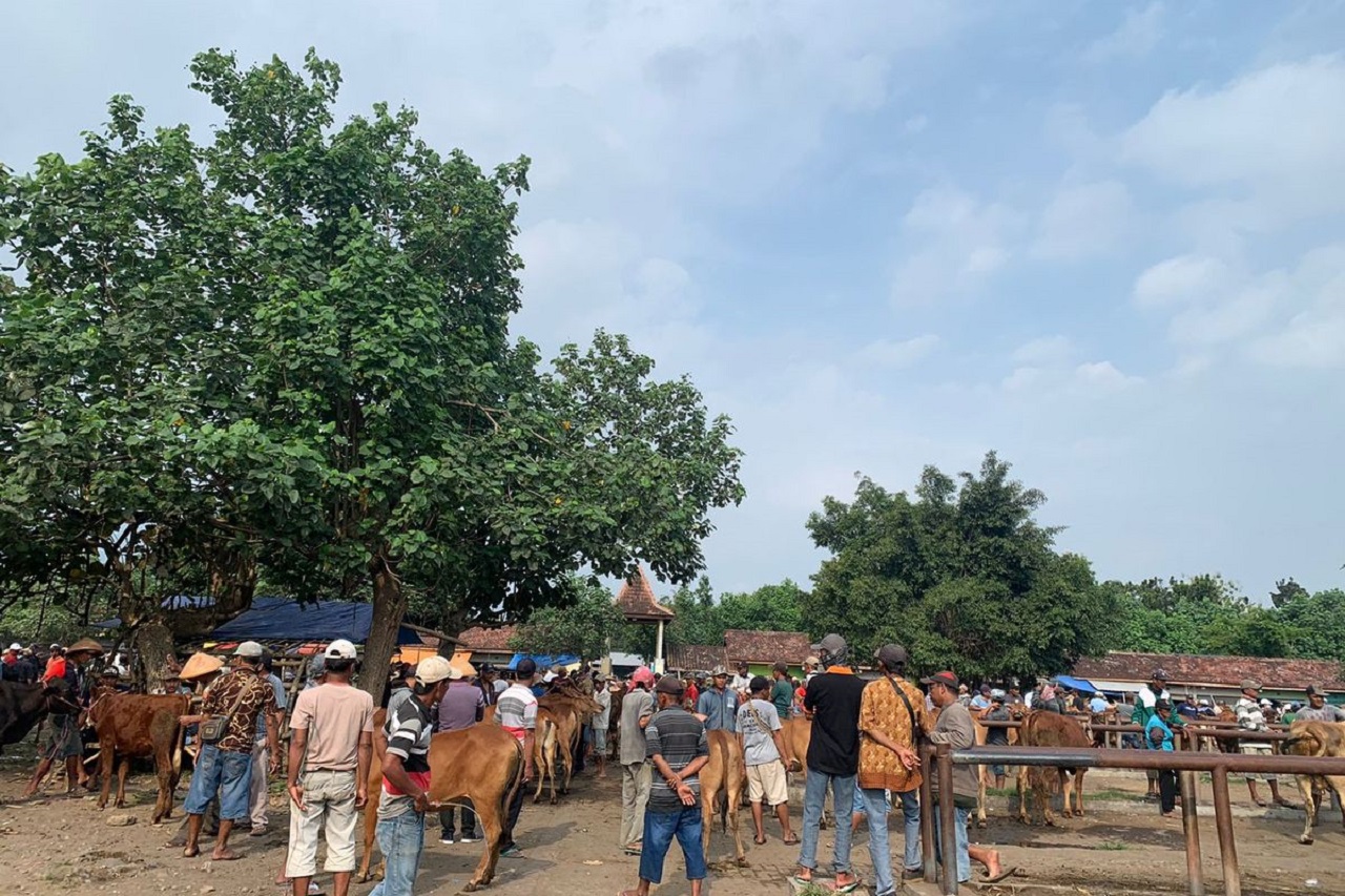 Ilustrasi. Kegiatan jual beli ternak sapi di Pasar Hewan Lumajang, Jawa Timur. SP/ LMJ