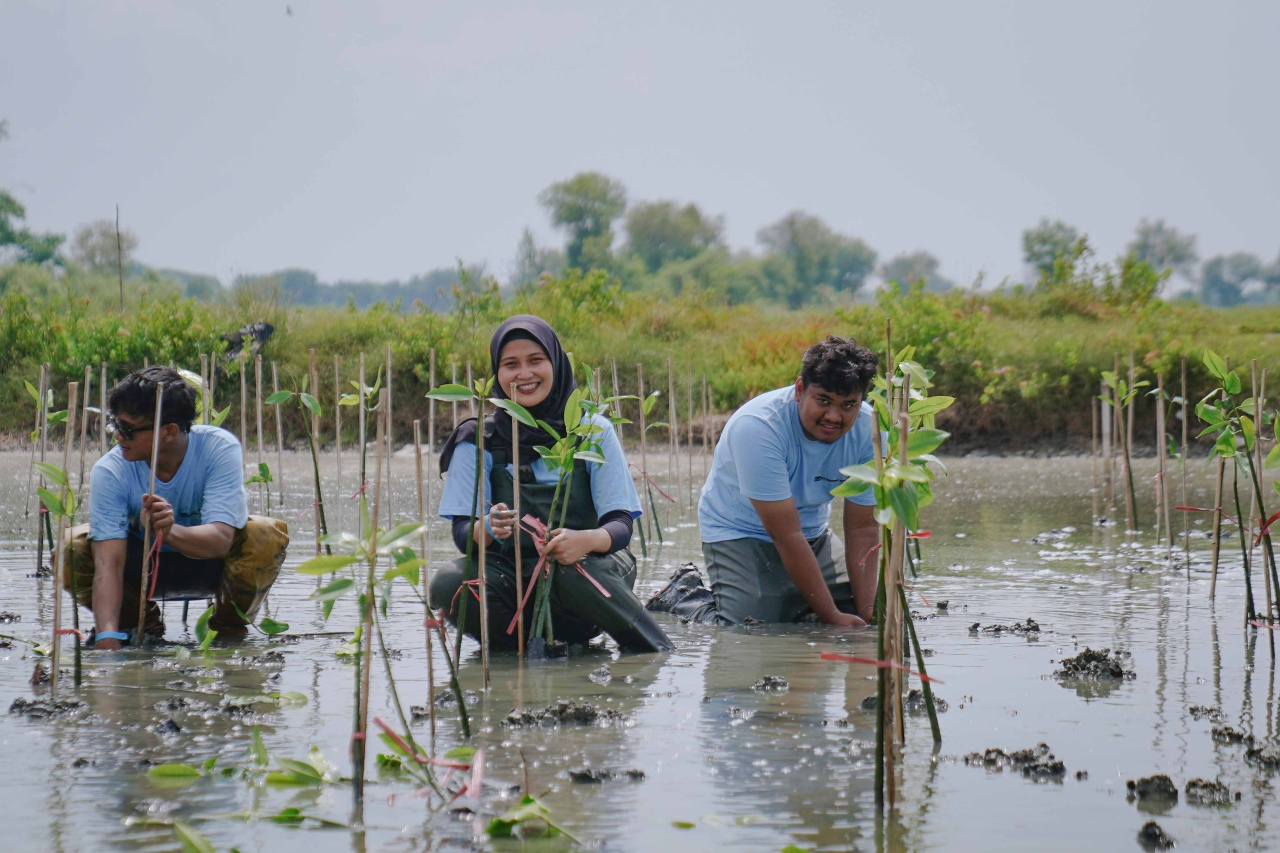 PT Freeport Indonesia telah menanam 50.000 mangrove di lahan seluas 5 hektar sejak September 2024, sebagai upaya mendukung rehabilitasi dan restorasi ekosistem mangrove di Indonesia. SP/M Aidid
