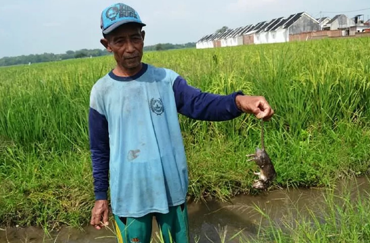 Ilustrasi. Lahan sawah padi milik warga di Jember yang diserang hama tikus. Hal itu berujung gagal panen. SP/ JBR