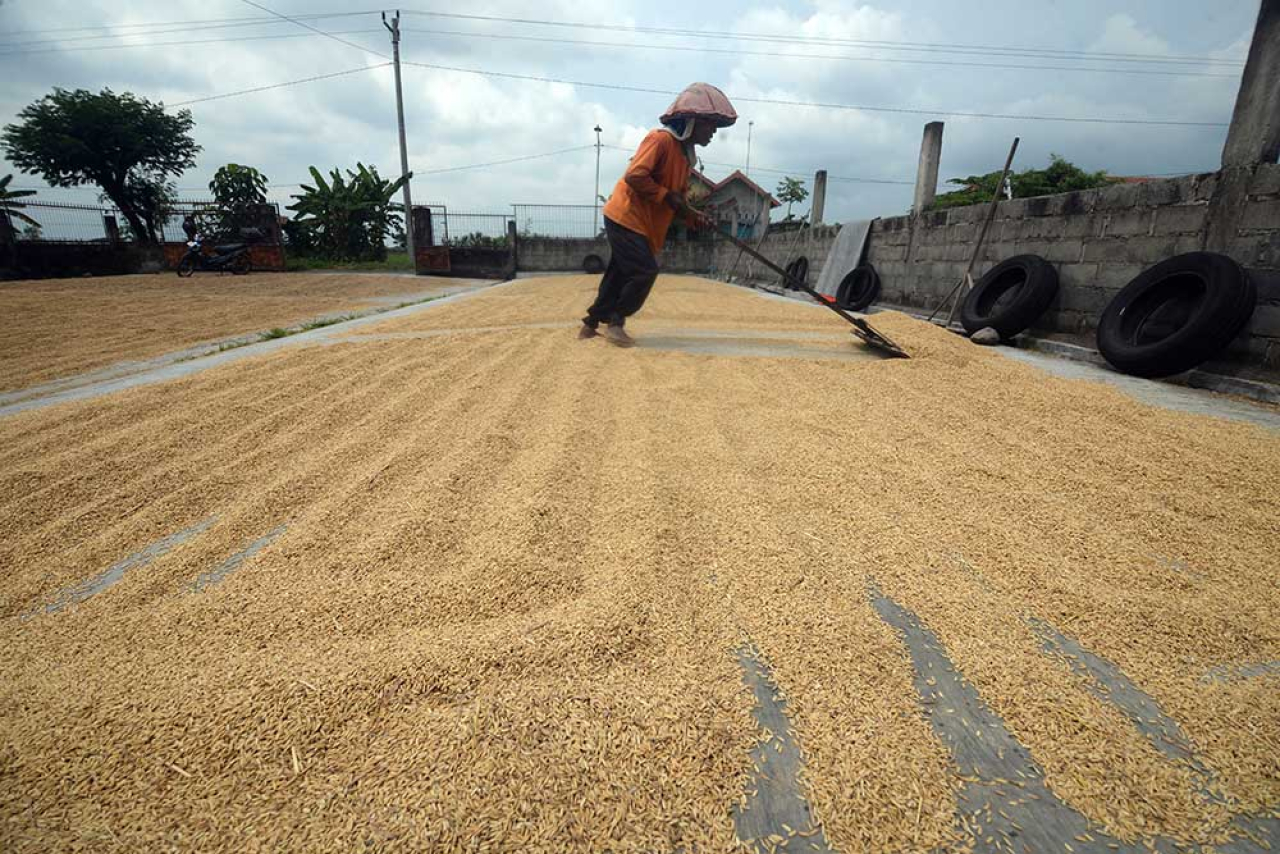 Perum Bulog berhasil mencapai angka serapan gabah kering panen sebanyak 300.000 ton setara beras menjelang puncak musim panen raya yang diperkirakan akan berlangsung pada bulan April 2025