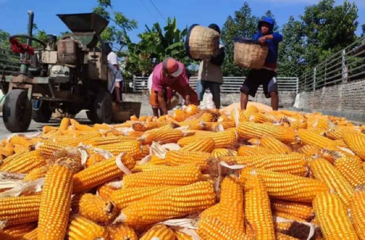 Ilustrasi. Petani jagung di Madiun sedang menjemur jagung di halaman rumahnya. SP/ MDN