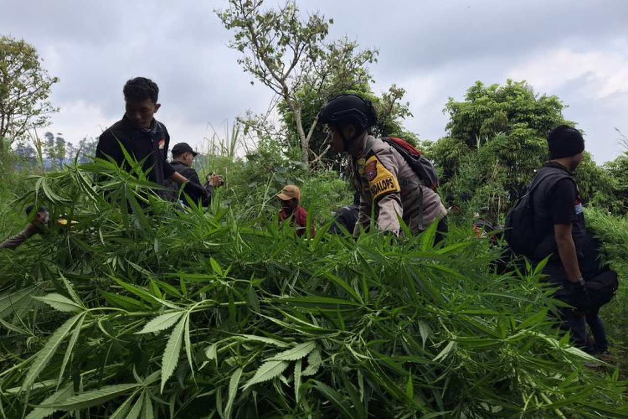 Sejumlah aparat kepolisian mencabuti beberapa tanaman ganja di ladang ganja yang terletak lereng Gunung Semeru dan Bromo.