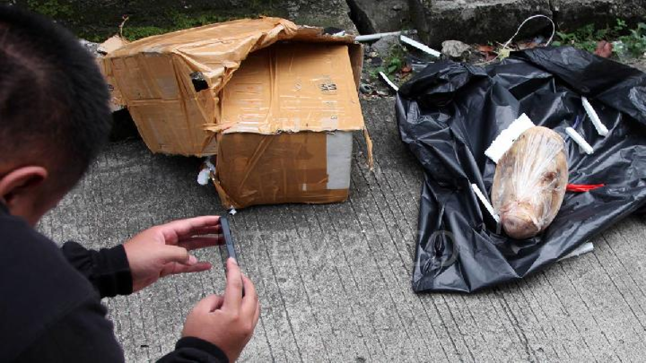 Teror kepala babi dan bangkai tikus yang dikirimkan ke redaksi Tempo, membuat Polri turun tangan untuk mengusut teror ini.