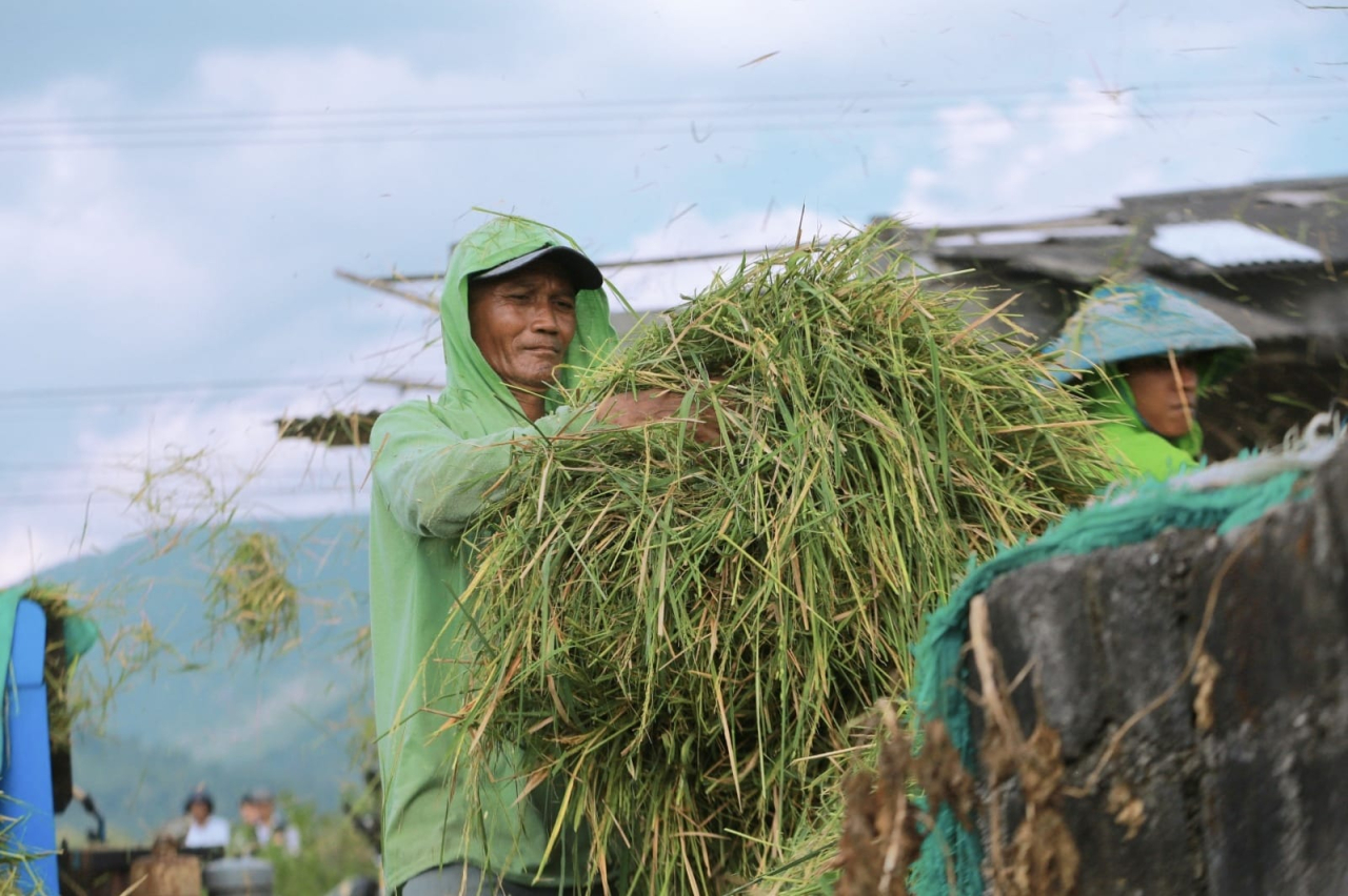 Para petani sedang panen di musim puncak panen padi. SP/ NI
