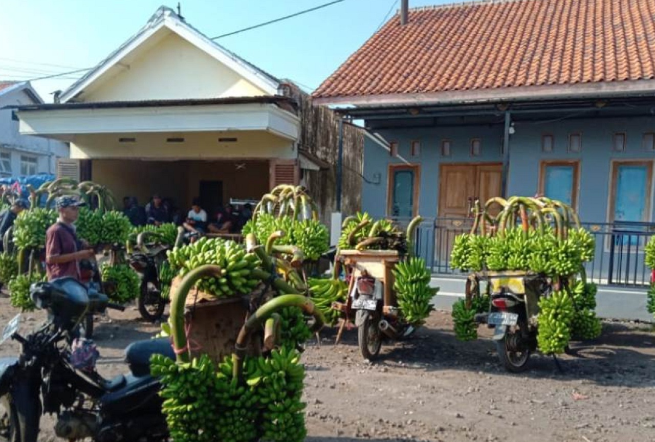 Ilustrasi. Para penjual pisang cavendish di Lumajang, Jawa Timur. SP/ LMJ