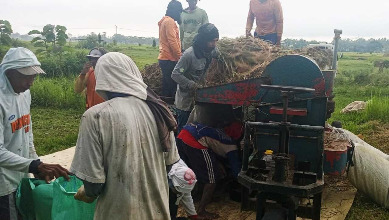 BULOG Mojokerto tetap gencar menyerap gabah petani saat libur lebaran 2025. SP/ NI