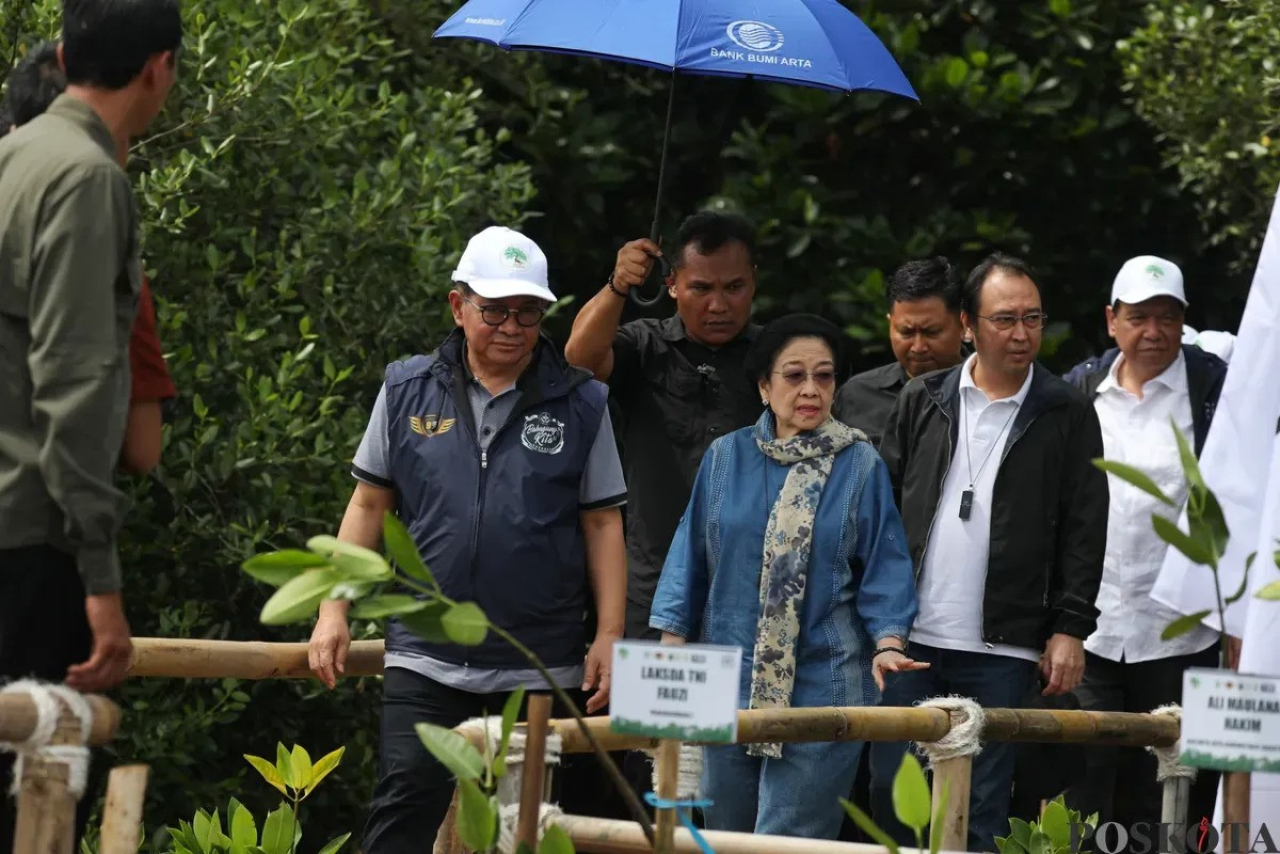 Momen Megawati Soekarnoputri saat menuju Hutan Lindung di Kawasan Pantai Indah Kapuk (PIK) untuk penanaman bibit Mangrove didampingi putranya Prananda Prabowo dan Gubernur Jakarta Pramono Anung.