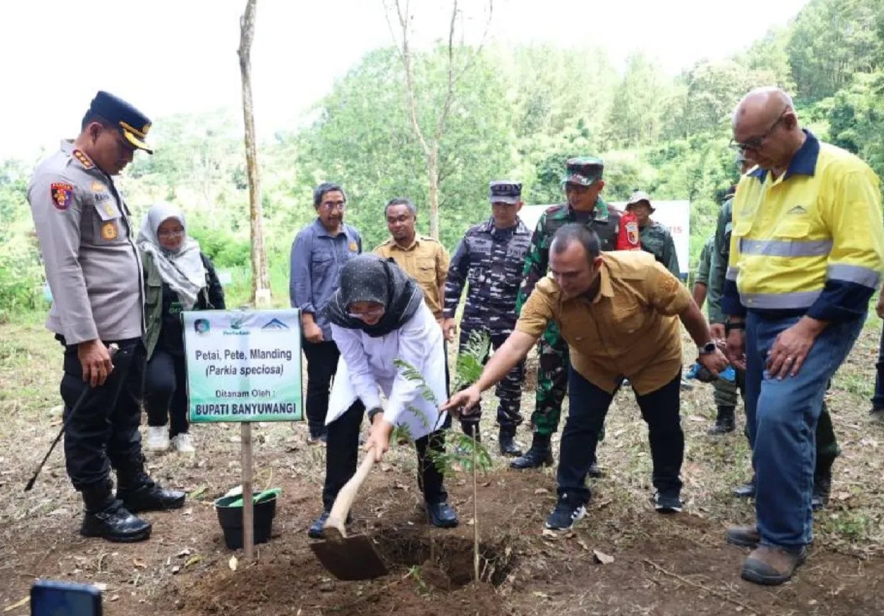 Bupati Banyuwangi Ipuk Fiestiandani saat melakukan penanaman puluhan ribu bibit pohon di lereng Gunung Ijen dalam upaya mencegah krisis lingkungan. SP/ BYW