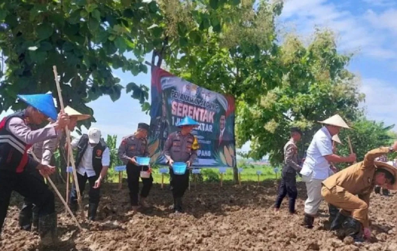 Forkopimda Sampang melakukan penanaman jagung di salah satu lahan tidur untuk mendukung program swasembada. SP/ SMP