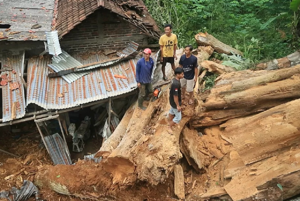 Pohon pule raksasa di Dusun Nguncup, Bekiring, Pulung, Ponorogo, ambruk timpa rumah warga. SP/ PNG