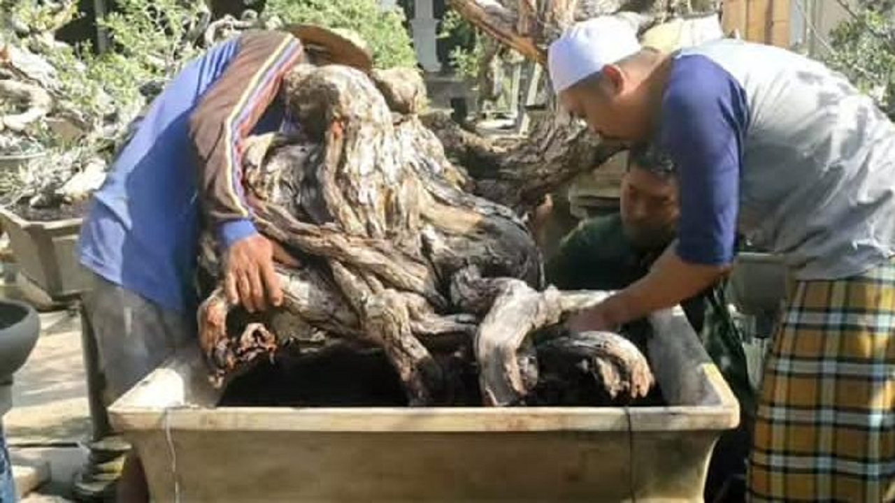 Mulya Bonsai saat merawat Bonsai Bungkol Jenis Santigi yang ditawar 100 Juta. SP/ RAH